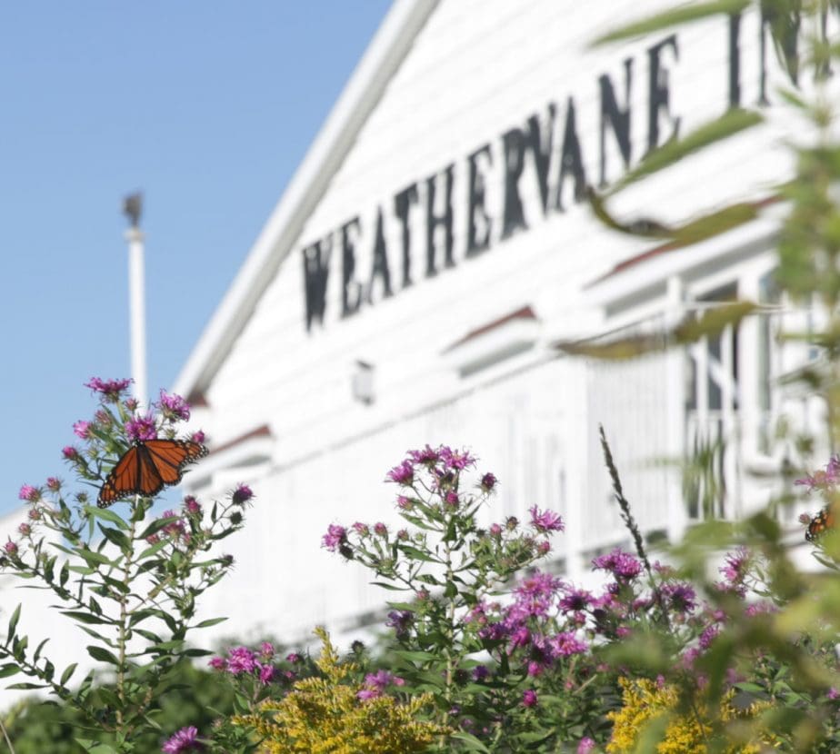 Feature image, Embrace Every Member of the Family: The Weathervane Inn’s Dog-Friendly Policy
